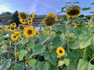 22.09.2021 - Monika Eberhard - Sonnenblumen