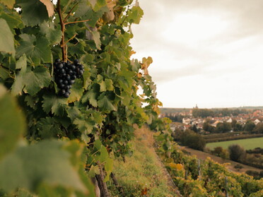 26.09.2021 - Alexandra Lell - Zeit für die Weinlese