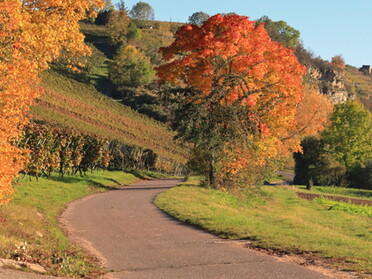 24.10.2021 - Frank-M. Zahn - Herbst in den Lauffener Weinbergen