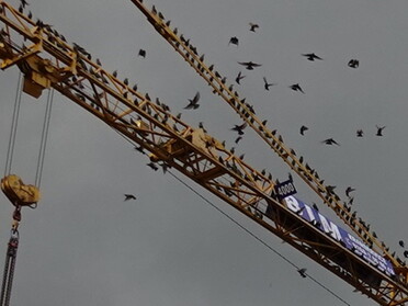 20.10.2021 - Hannah Lorenz - Vogelversammlung auf der Baustelle