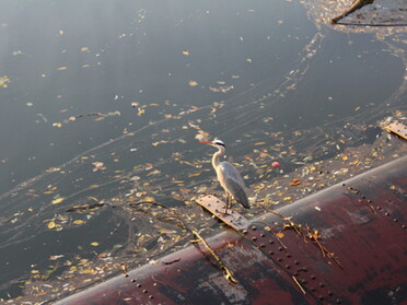 27.10.2021- Stefan Hautzinger - Reiher an der Schleuse