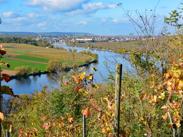 28.10.2021 - Martin Braunbeck - Blick vom Herrlesberg auf Lauffen a.N. 