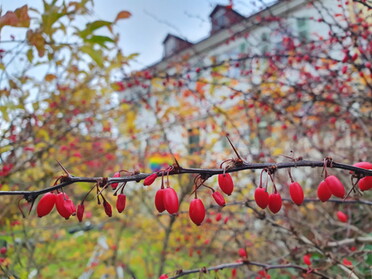 20.11.2021 - Hannah Lorenz - Bunte Herbstfarben am evangelischen Pfarrbüro