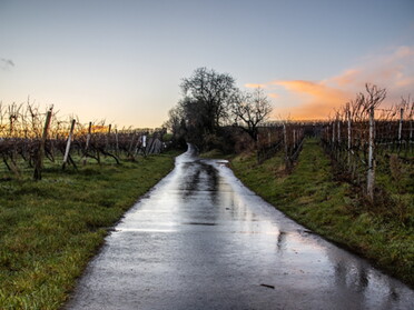 27.11.2021 - Hansjörg Sept - Weinbergspaziergang