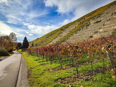 31.10.2021 - Werner Ohsam - Herbstliche Lauffener Steillage