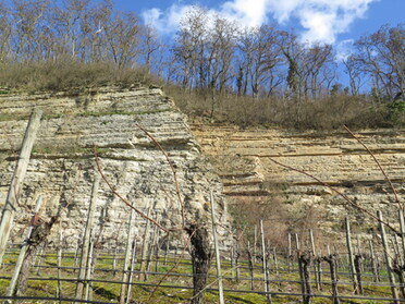 19.02.2022 - Dieter Herrmann - Weinberg am Prallhang