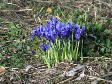 19.02.2022 - Dieter Herrmann - Vorboten zum Frühling