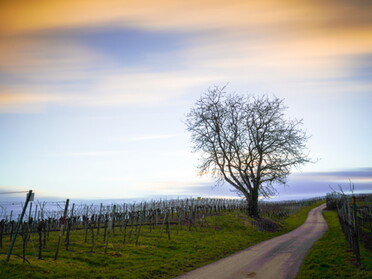 20.02.2022 - Ulrich Seidel - Abendstimmung in den Weinbergen von Lauffen