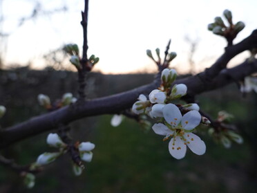 26.03.2022 - Hannah Lorenz - Erste Blüten im März 