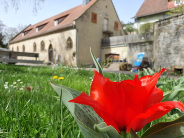 13.04.2022 - Hannah Lorenz - Frühling im Klosterhof