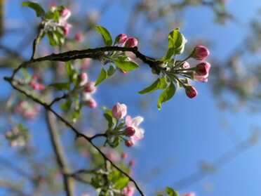 15.04.2022 - Manuele Krautwaser - Kirschblüte Obere Seugen