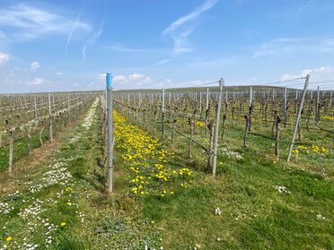 15.04.2022 - Uwe Mildbradt - Frühling in den Reben