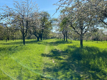 18.04.2022 - Uwe Milbradt - Obstwiese am Neckar