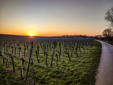 23.03.2022 - Werner Ohsam - Sonnenuntergang in den Weinbergen