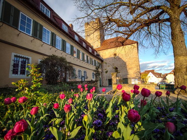 09.04.2022 - Werner Ohsam - Tulpenmeer am Rathaus