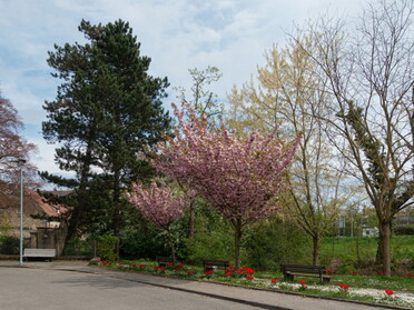 21.04.2022 - Günter Gaida - Frühling an der Zaber beim Haus Edelberg