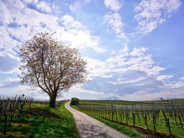 27.04.2022 - Ulrich Seidel - Einzelner Baum in den Weinbergen von Lauffen a.N.