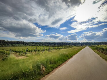 28.05.2022 - Werner Ohsam - Blick Richtugn Kaywald