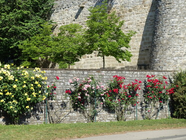 01.06.2022 - Hans-Peter Schwarz - Rosen an der Uferstraße