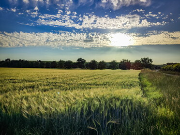 10.06.2022 - Werner Ohsam - Sommer am Radweg Richtung Heilbronn