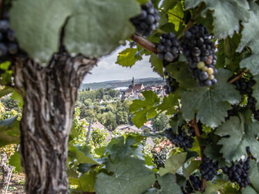 28.08.2022 - Hansjörg Sept - Weinbergblick