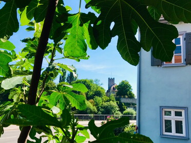 14.08.2022 - Annette Hägele - Unter dem Feigenbaum mit Blick auf die Burg