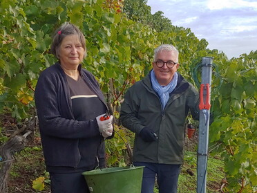 Lese im städtischen Weinberg mit StRin Kammerer und Praktikant Hettenbach (Fotograf)