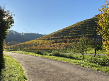 13.11.2022 - Uwe Milbradt - Alte Lauffener Neckarschlinge