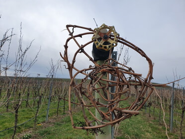 20.03.2023 - Hannah Lorenz - Weinbergblüten im März