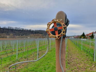 ung:	20.03.2023 - Hannah Lorenz - Weinbergblüten im März