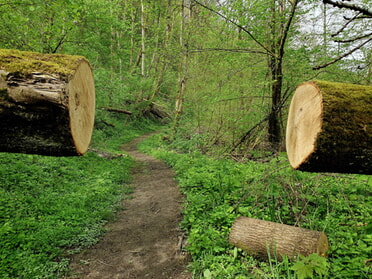 23.04.2023 - Birgit Sautter - Sturmfrei im Kaywald