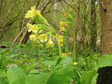 23.04.2023 - Birgit Sautter - Frühliingserwachen im Kaywald