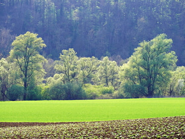 21.04.2023 - Ulrich Seidel - Frisches Grün am Kaywald