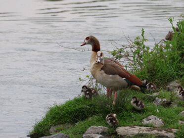 13.05.2023 - Stefan Hautzinger - Nilgans-Familie am Neckar