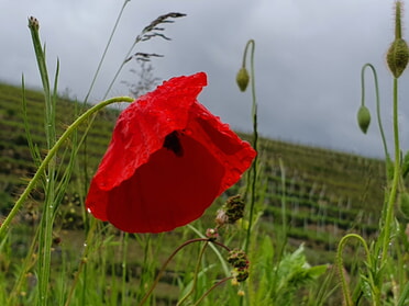 12.05.2023 - Hannah Lorenz - Klatschmohn-Dusche