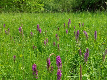 21.05.2023 - Roland Horn - Orchideenwiese im Seeloch