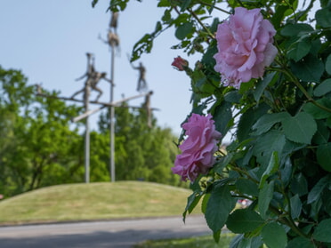 27.05.2023 - Hansjörg Sept - Rosenblüte am Kreisverkehr