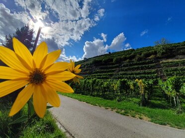 01.08.2023 - Hannah Lorenz - Sommmersonnenblüte