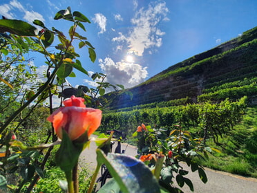 01.08.2023 - Hannah Lorenz - Sommmersonnenblüte