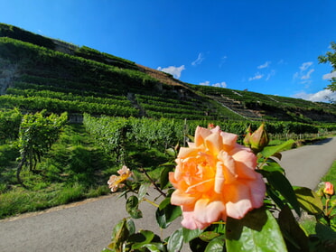 01.08.2023 - Hannah Lorenz - Sommmersonnenblüte