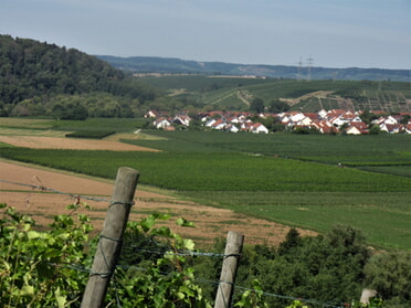 11.08.2023 - Urban Böhner-Stamm - Westadt, Eingang Zabergäu mit Heuchelberg und Hörnle im Hintergrund