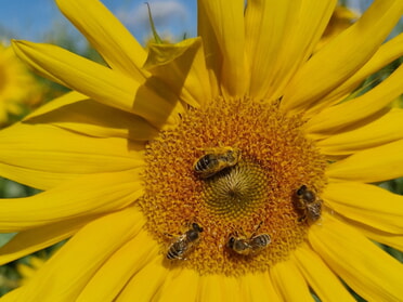 04.10.2023 - Birgit Sautter - Fleißige Bienen