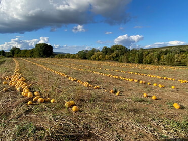 22.10.2023 - Uwe Milbradt - Kürbisfeld - Pumkin is back