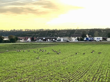 Oktober 2023 - Dorothe Vögele - Nilgänse in den Sandäckern