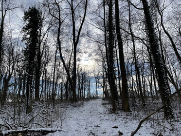 21.01.2024 - Manuela Krautwasser - Winterwald im Januar