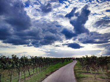 23.09.2023 - Werner Ohsam - Lauffener Weinberge