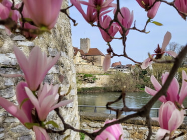 20.03.2024 - Iris Keller - Magnolienblüte mit Blick auf das Rathaus