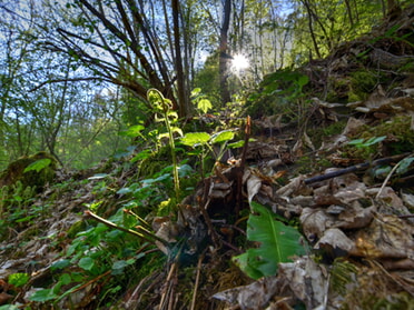 21.03.2024 - Martin Braunbeck - Aufgehender Farn im Gegenlicht im Kaywald