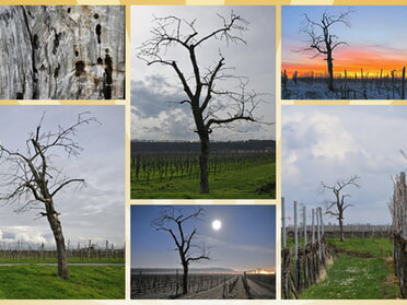 Januar - März 2024 - Martin Braunbeck - Collage Entwicklung des Kirschbaums Januar - März