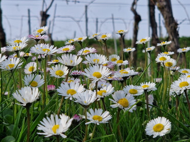 21.03.2024 - Birgit Sautter - Frühlingserwachen im Weinberg